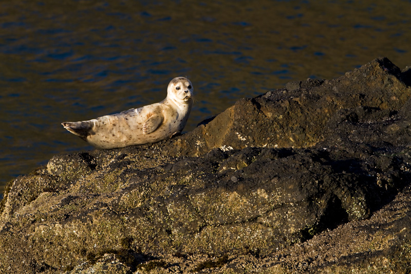 Baby Harbor Seal